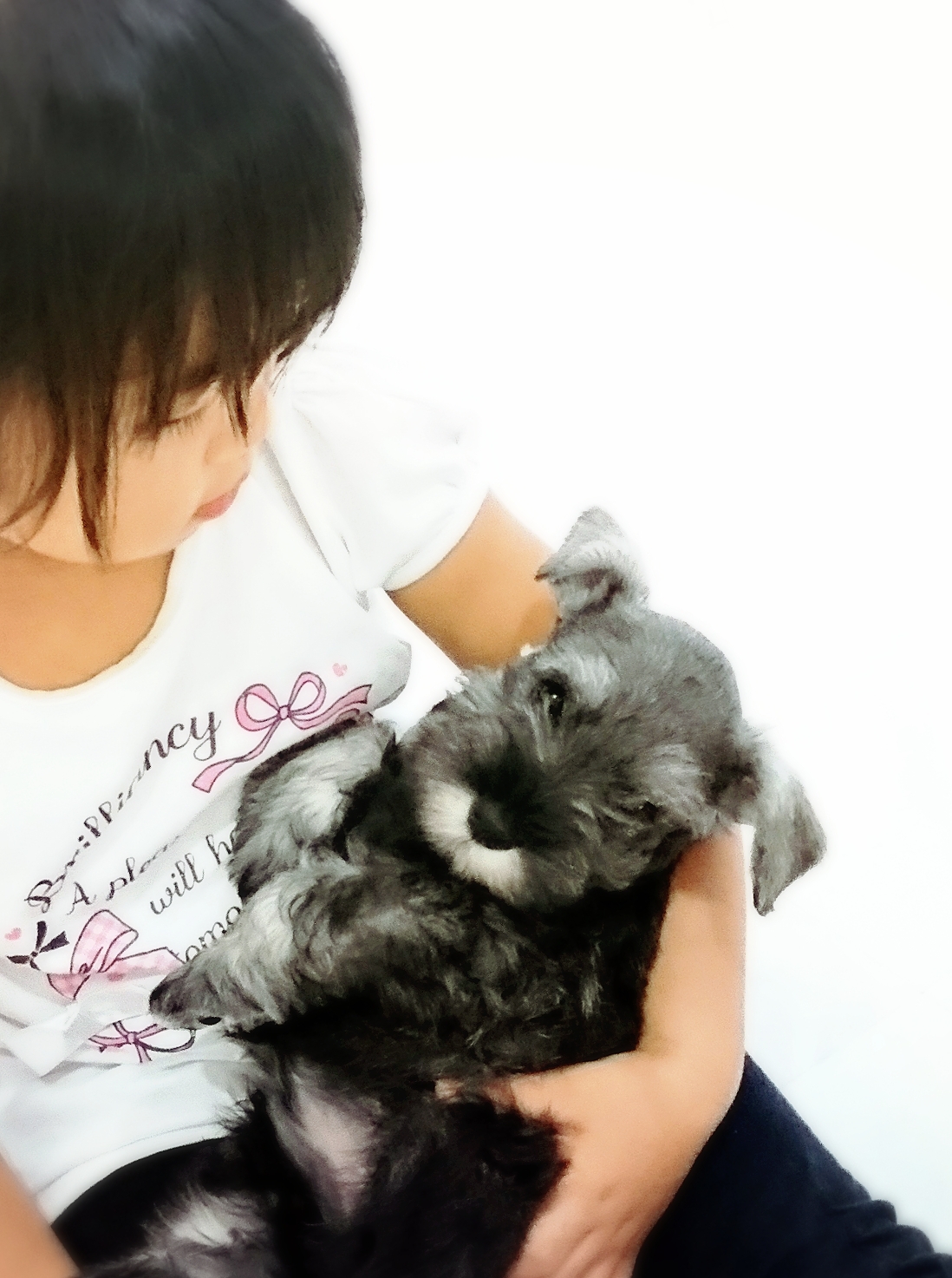 ミニチュアシュナウザーブリーダー シュナウザー仔犬